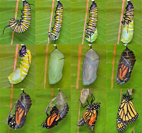 first form of butterfly figgerits|Butterfly .